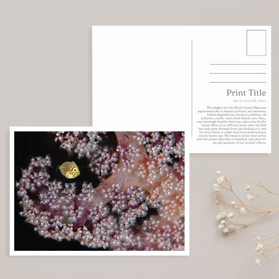 Little baby Filefish Postcard