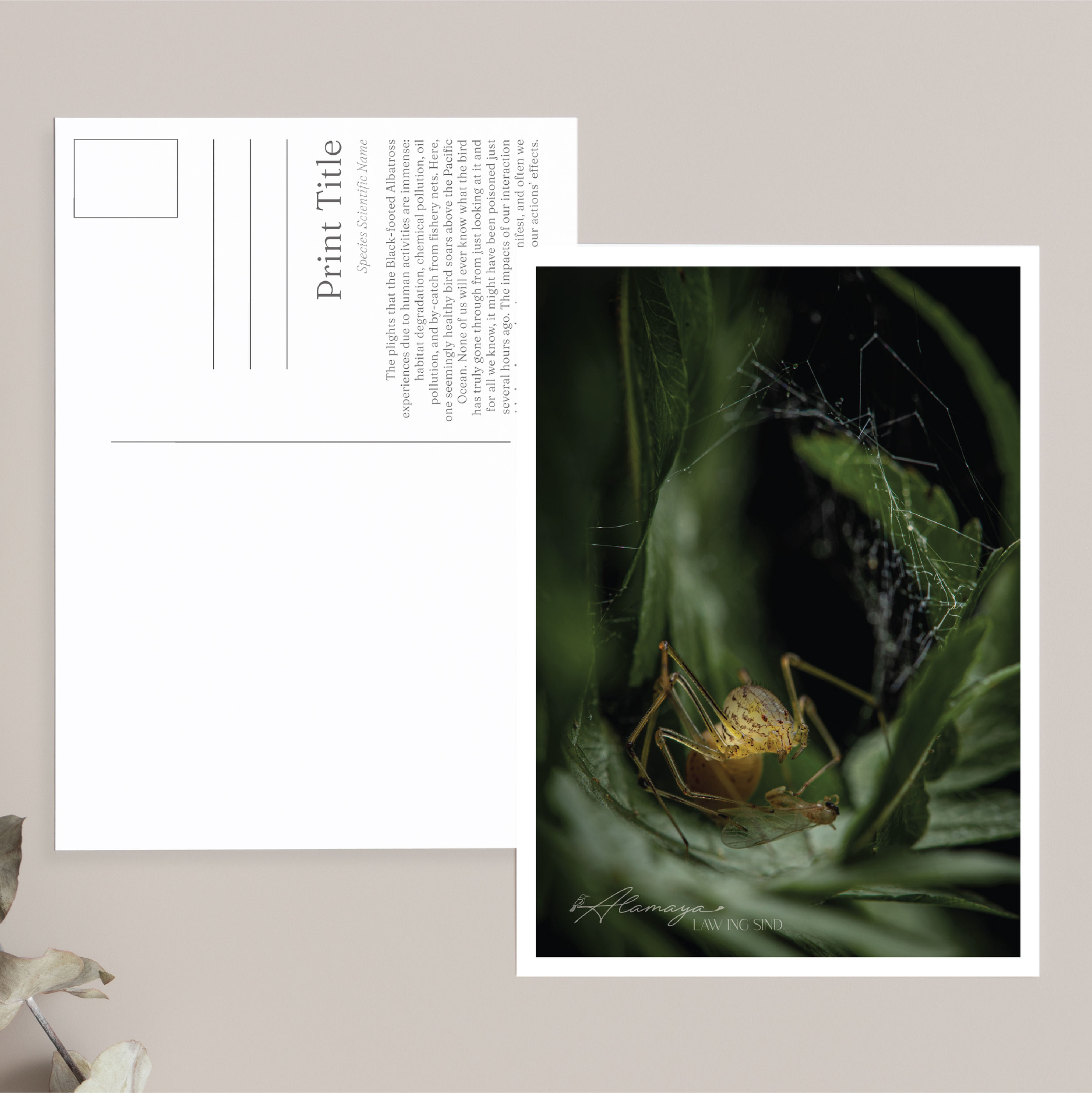 Web of Lies Postcard