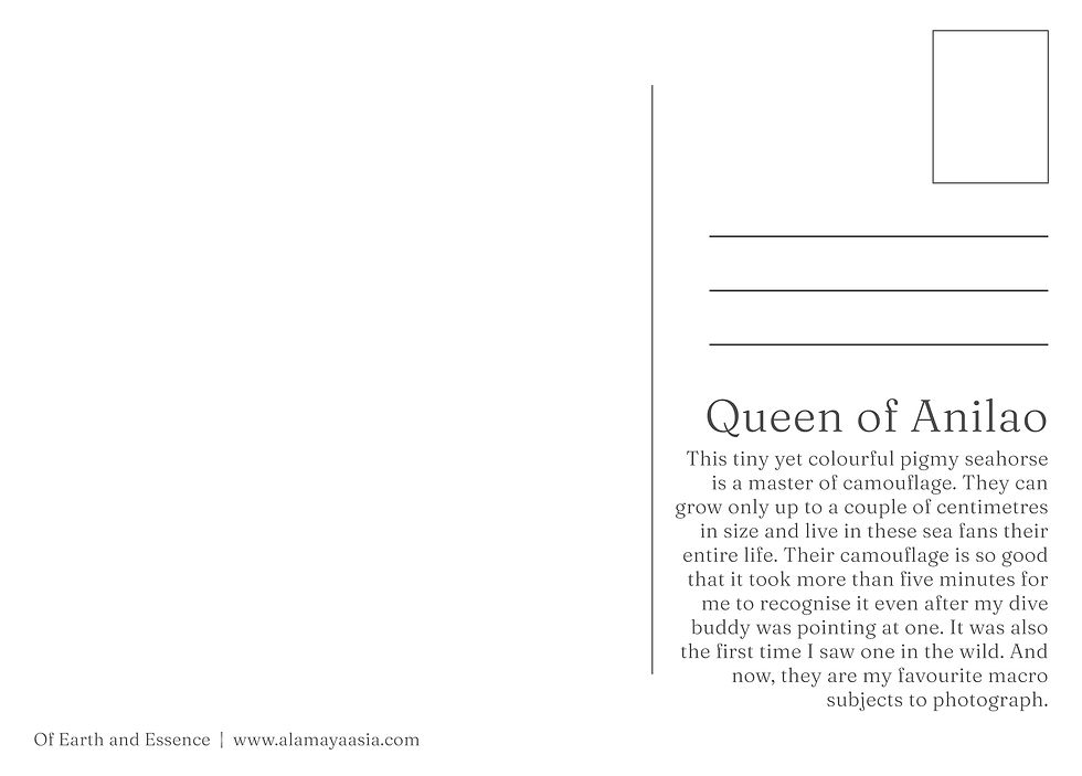 Thumbnail: Queen of Anilao Postcard