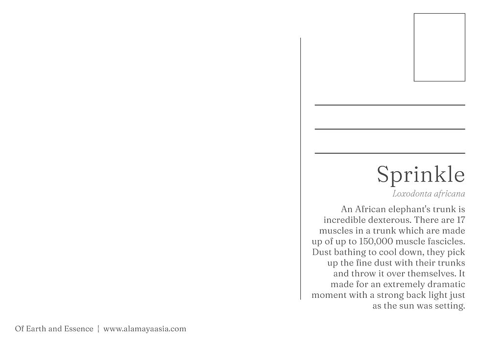 Thumbnail: Sprinkle Postcard