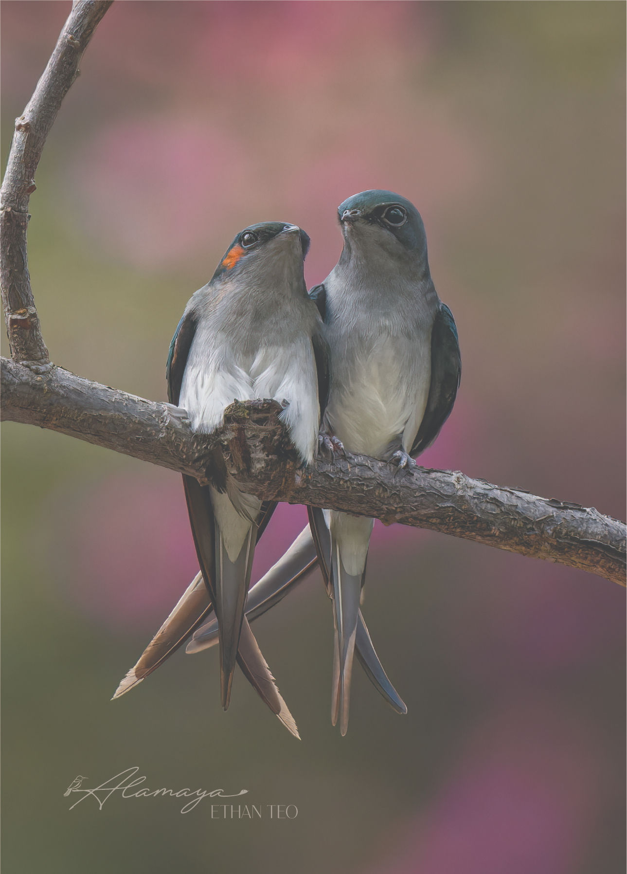 Lovebirds Postcard