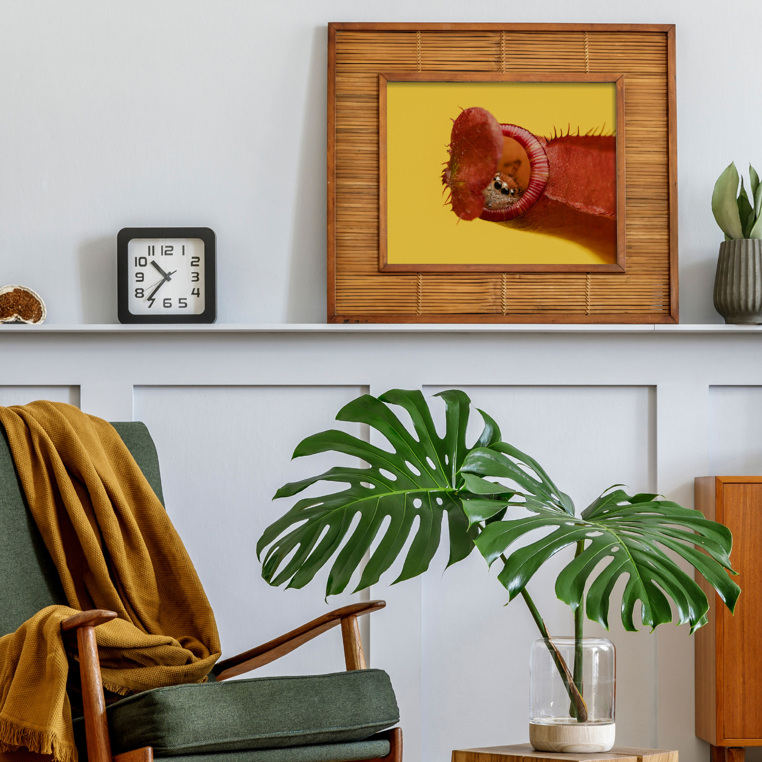 Hyllus semicupreus living in a Nepenthes. x neglecta