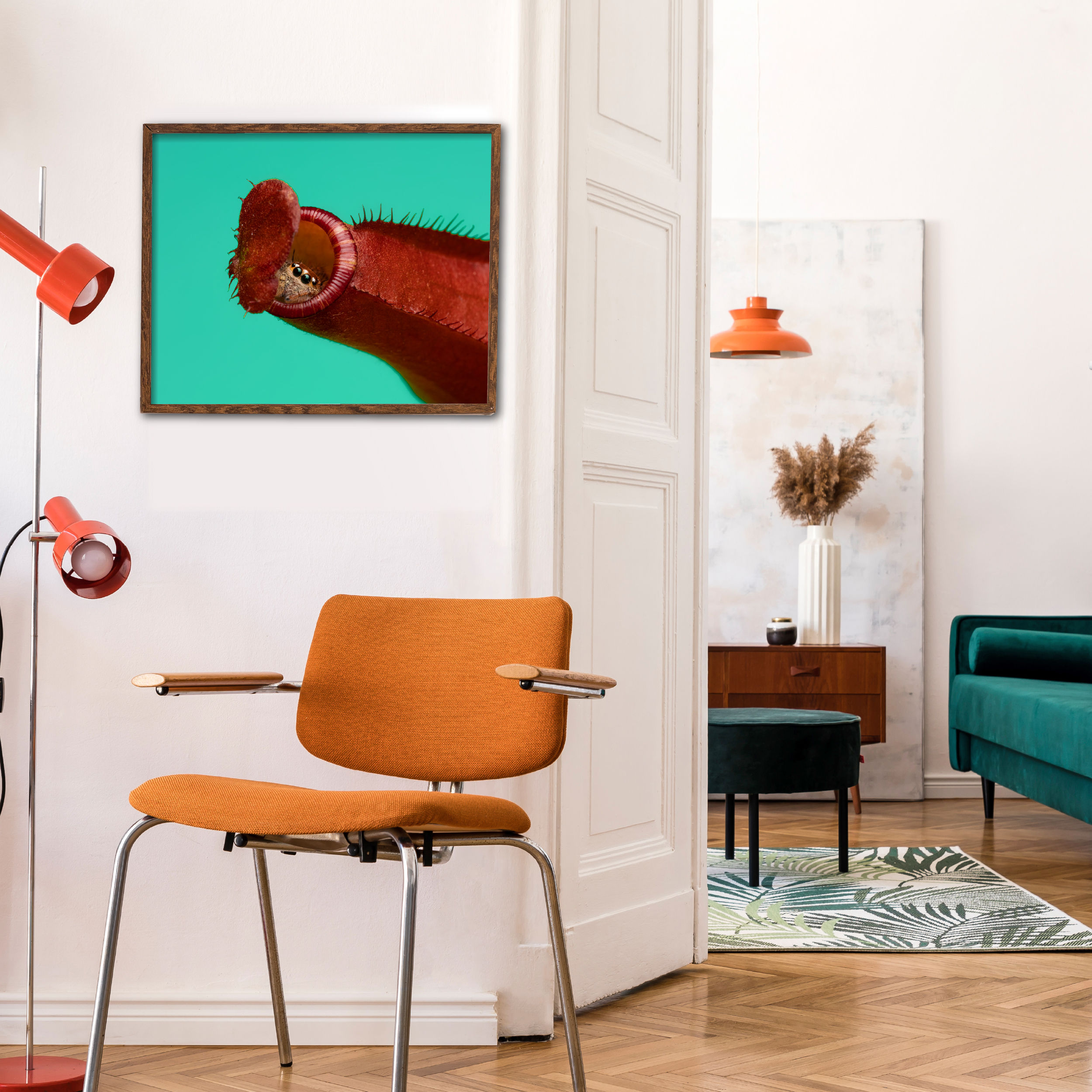 Hyllus semicupreus living in a Nepenthes. x neglecta