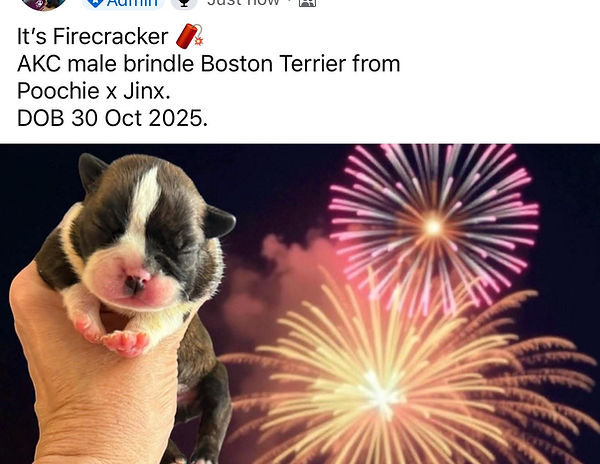 Poochie x Jinx litter - 1 week FireCracker.jpg