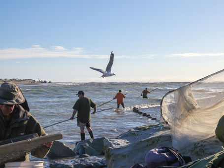 West Coast Whitebait season