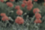 Poppies_edited.jpg