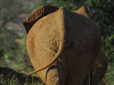 MÜCKE & ELEFANT
