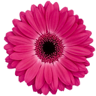 d446b0f16758a15af2fbb16f337f2008-removeb