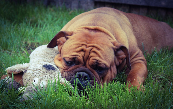Continental Bulldog Grümmer's