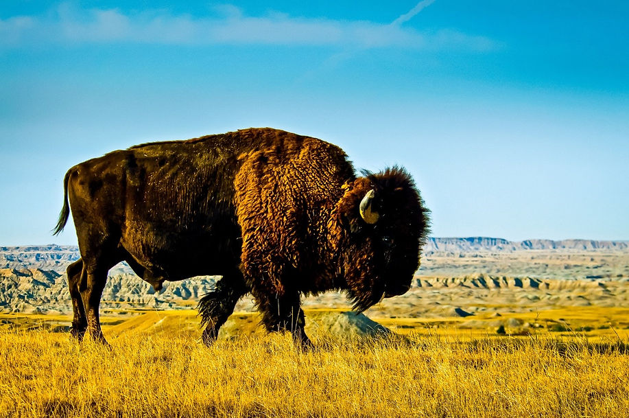 Buffalo.jpg