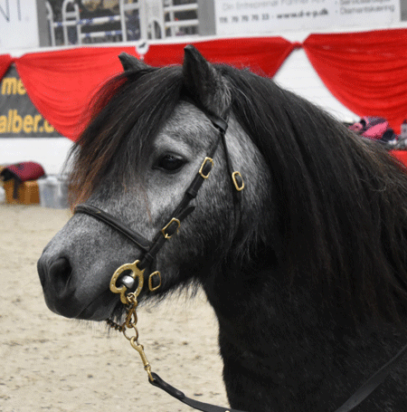 Hingstekaaring-2022-Teddy-g.gif