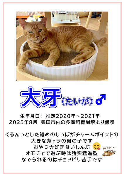 大牙.JPEG