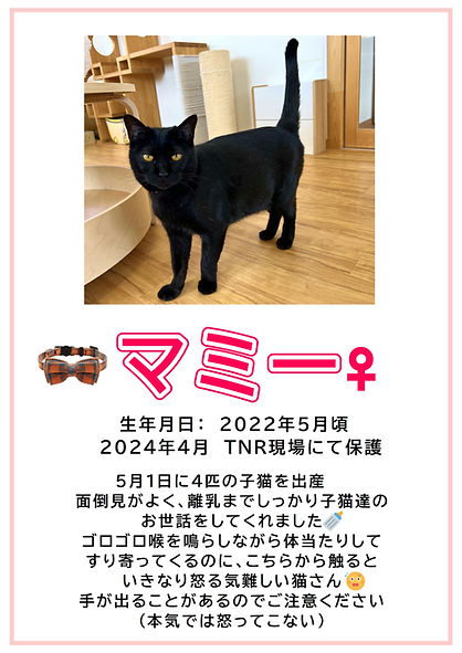 マミー.JPEG