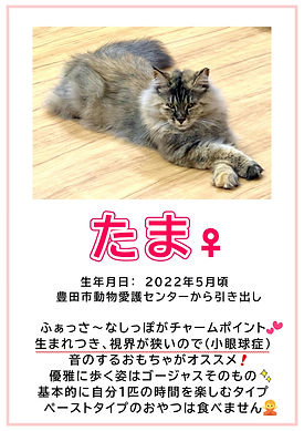 里親募集中の猫たち | とよねこ