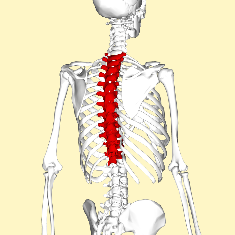 Hit it Further Unlocking the Golfer’s Thoracic Spine