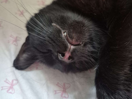 Cat nap teachings