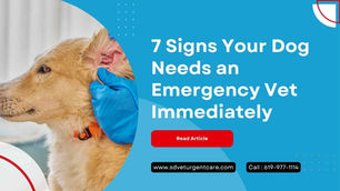 7 Signs Your Dog Needs an Emergency Vet Immediately