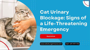 Cat Urinary Blockage: Signs of a Life-Threatening Emergency