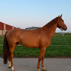 KERATON D'OR 
