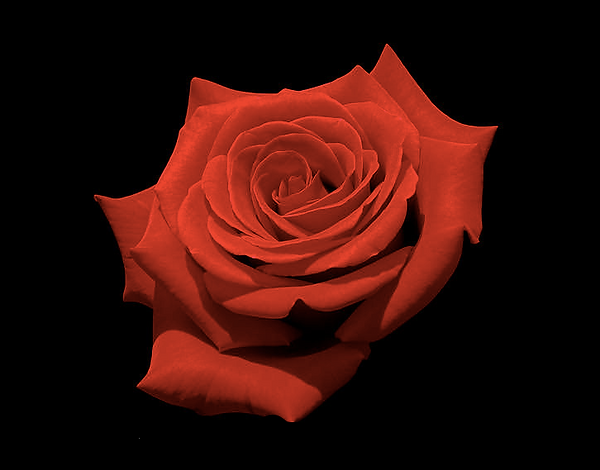Couverture rose rougeà 16.26.01.png
