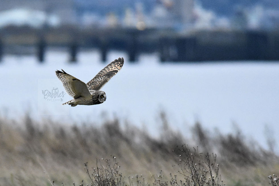 Short Eared Owl