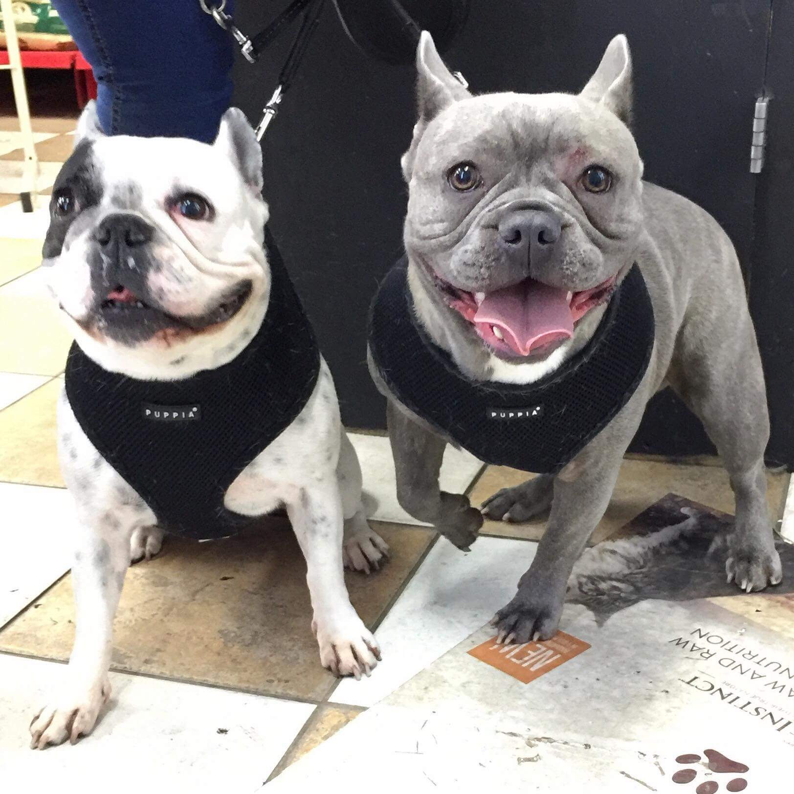 Teddy & Lulu
