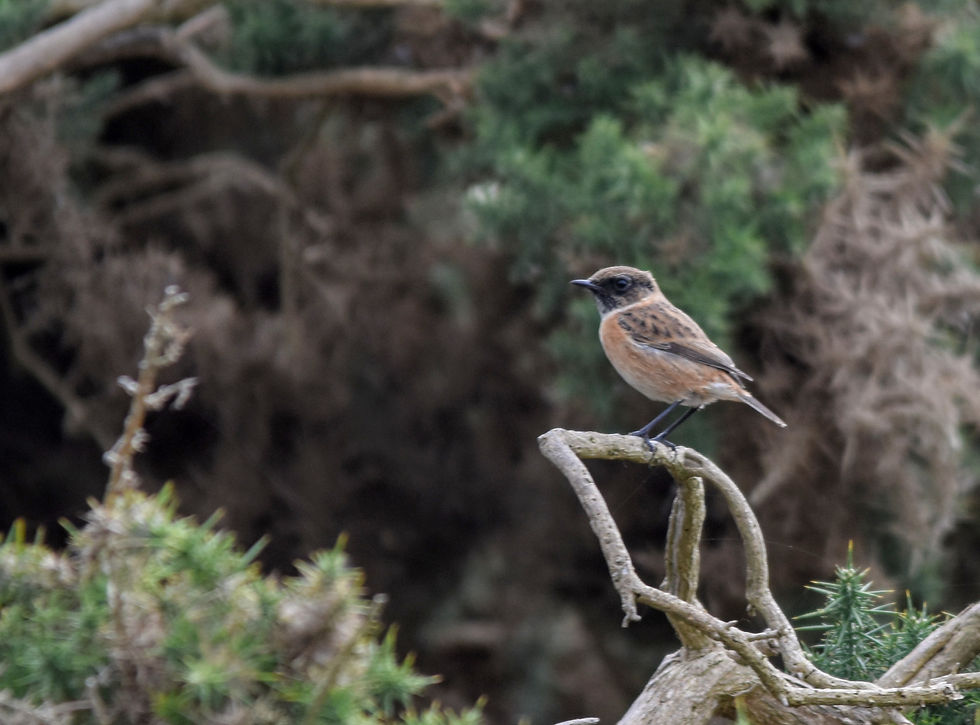 Stonechat (male)
