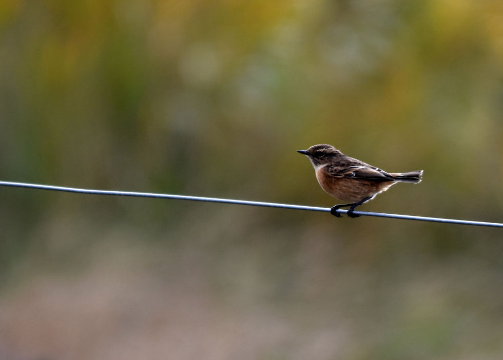 Stonechat (female)