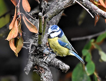 Blue Tit Left.jpg