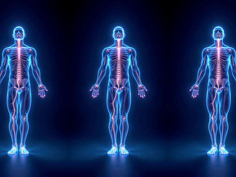 Image: The Vagus Nerve, Adobe Stock