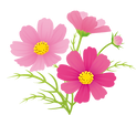 コスモスのイラスト