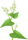 そばの花