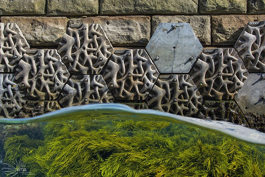 CRAY SEAWALL_small format.jpeg