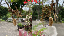 落花生