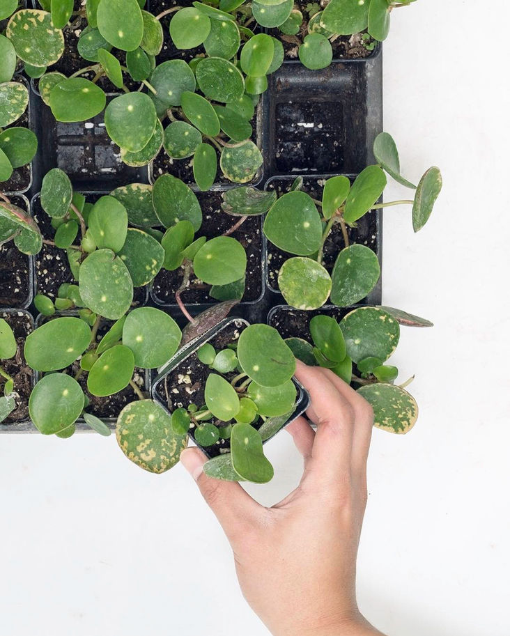 Mulhall's, Nursery, Garden Center, Houseplants, Graphic Design, Visual Design, Photography, Digital Ads