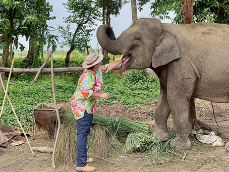 A Chain Free Sanctuary