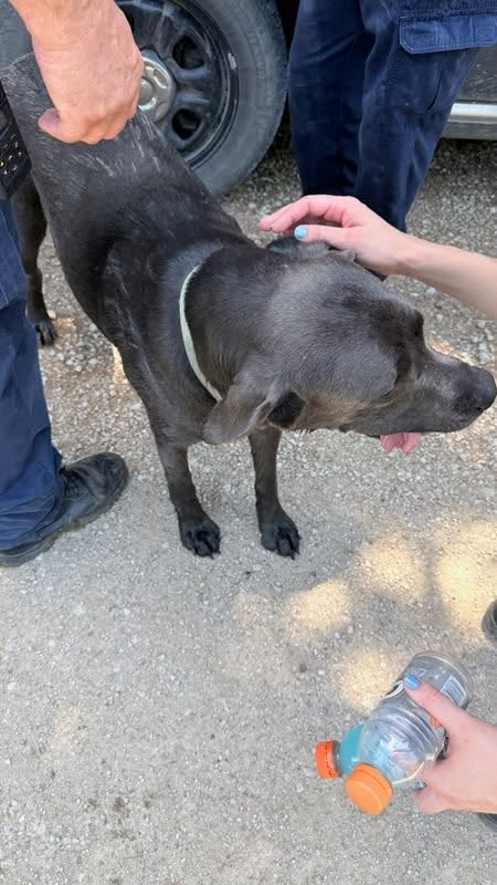 St. Joseph MO News Atchison missing 3 year old dog