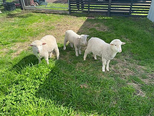 Herb Elliot and Harry.jpg