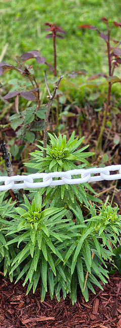 this is a photo of a garden that we have installed with red mulch and plants their is a rose bush and some other green plants.