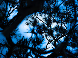 クサバノカゲ Blue（2021）