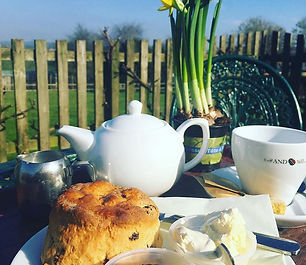 A cream tea and pot of daffodils on the terrace at Washingpool Farm, Bridport