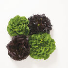 Lettuce - Salanova Mix seedlings