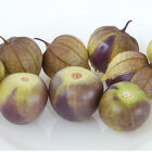Tomatillo - Purple Tomatillo seedling