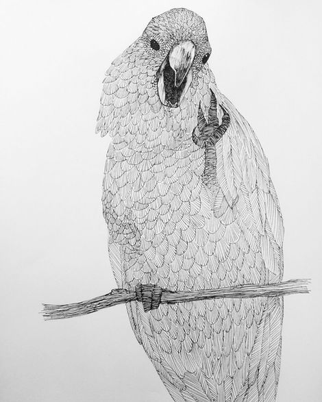 Cockatoo Artwork