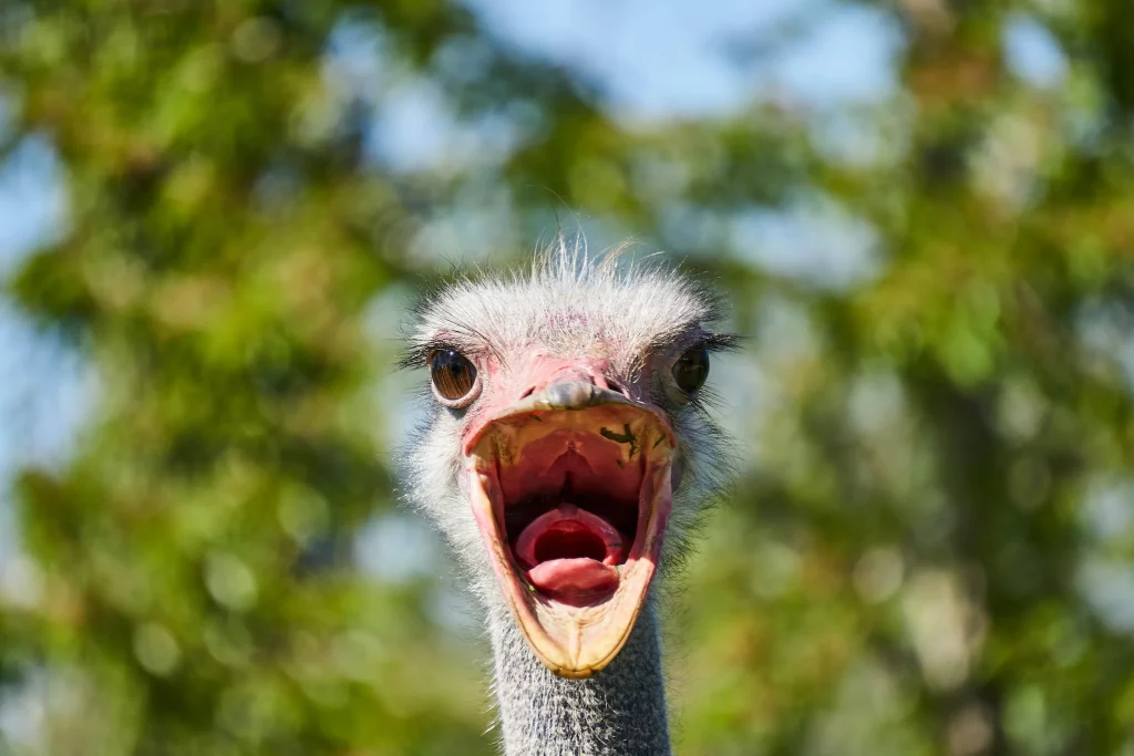 An ostrich with its mouth wide open