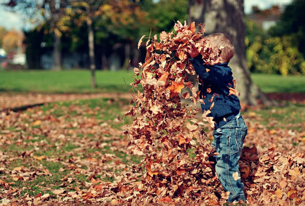 A little boy playing in a pile of leaves