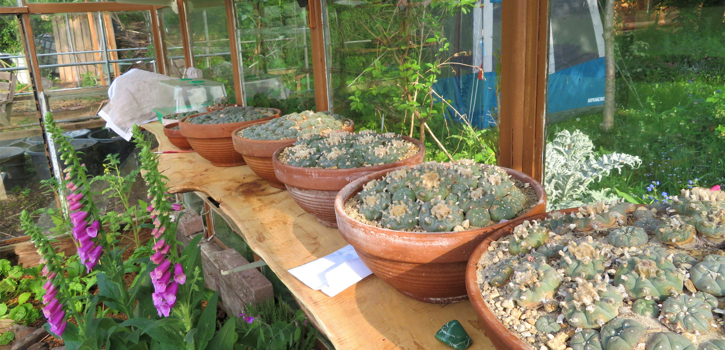Succulents in terracotta pots lined up on a wooden shelf in a greenhouse
