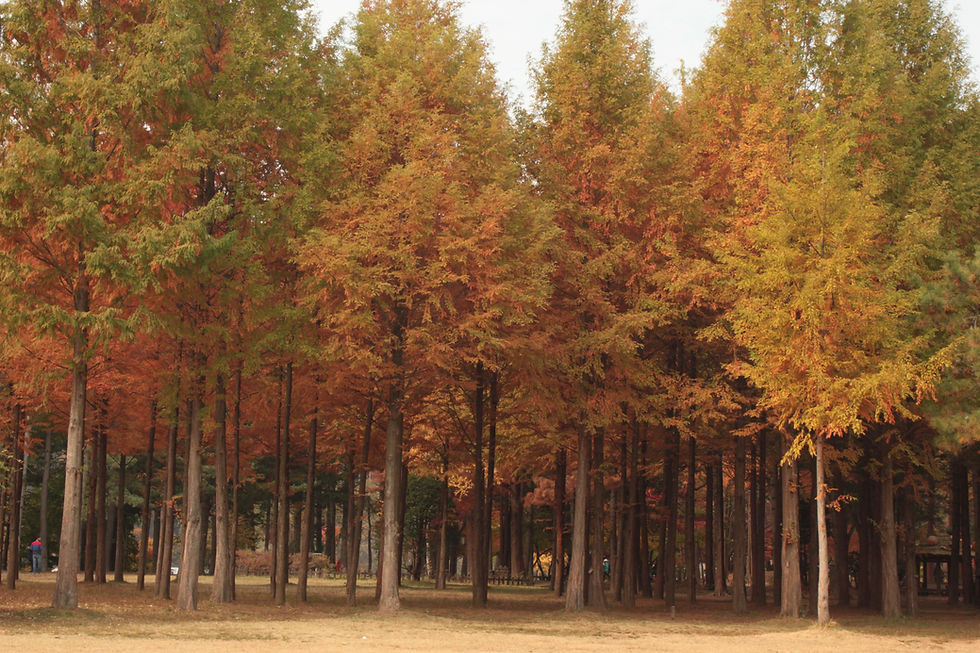 nami island
