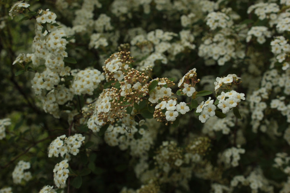 cold flowers in monet's garden