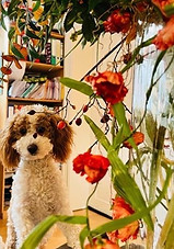 Lotti